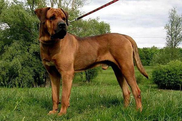 地球上10大猛犬，西藏獒犬和比特犬均上榜，哪种犬最凶猛？