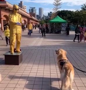 胆小狗！偶遇街头艺人被吓到连连倒退……