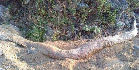 『』世界上真的有龙存在过么？