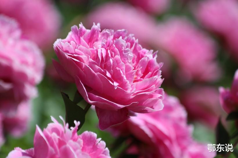 生肖|接下来三天起财富充盈,事业顺遂的3生肖,赚钱不再困难,一直旺到年底