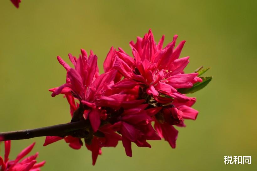 「生肖」大难已过，7月7号3生肖正财横财来，财神爷进家，生活幸福