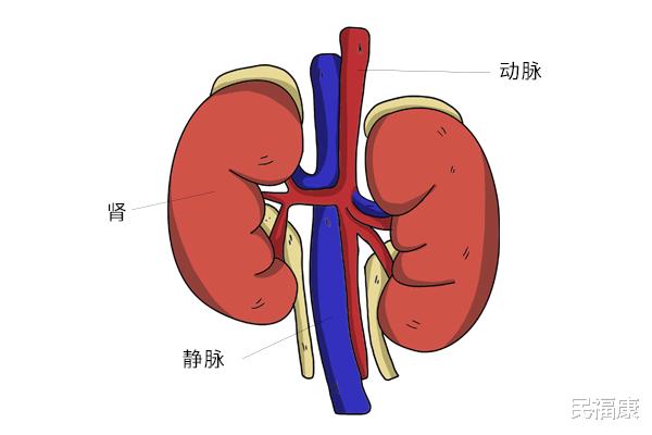 医生|男人肾好不好，怎么看出来？医生：观察这个部位，它会及时通知你
