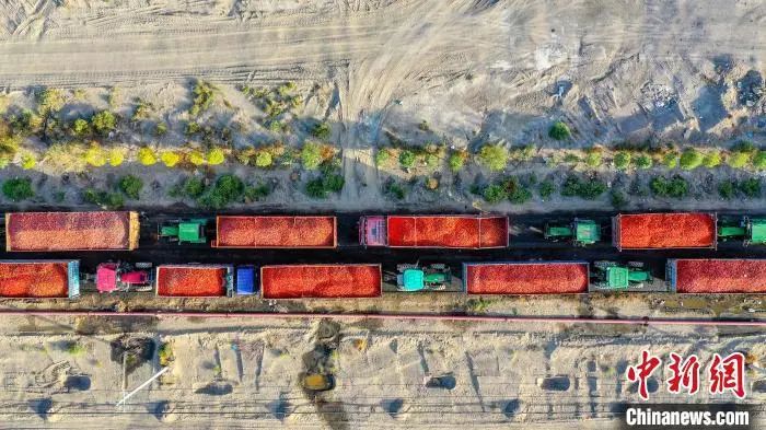 特斯拉|被特朗普政府盯上，新疆番茄到底有多红？