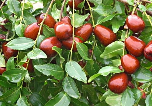 汉废帝|中华第一望族,出了92位宰相,36位皇后,36位驸马,名字听着耳熟