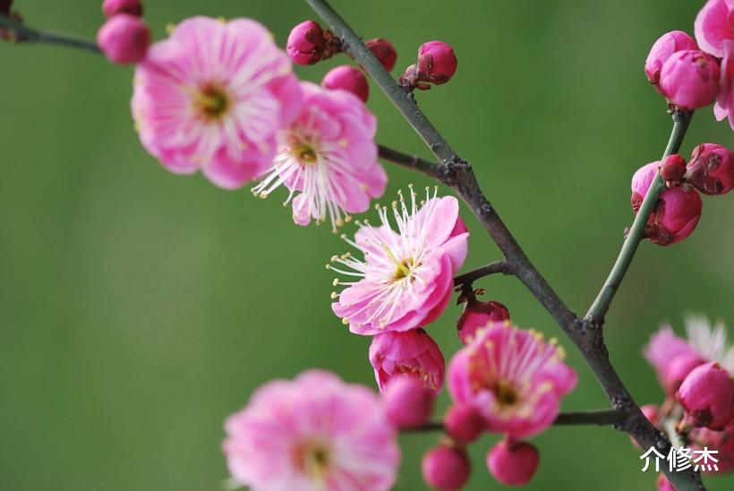 【生肖】七月份起，桃花攀升，姻缘情动，真爱矢志不渝的4大生肖