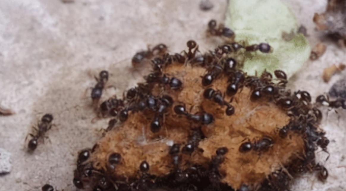 |若蚁后意外死亡,剩下的蚂蚁会怎么样?别说你不知道!
