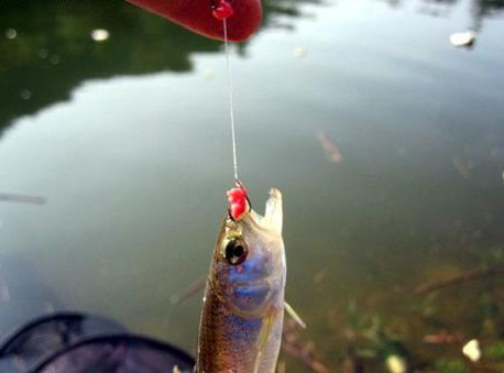 饵料|台钓野钓马口鱼，10年钓鱼经验，钓位、钓法、饵料、线组技巧分享
