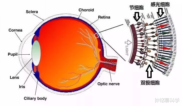 『外星生物』人类有可能是被设计出来的吗？这个“设计师”是谁？