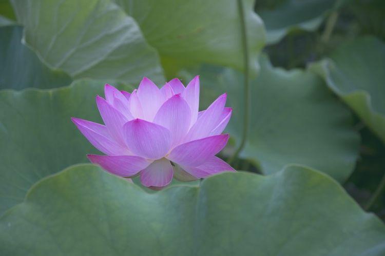 运势|9月开始喜纳四方钱财，好运源源不断，即将大翻身的四大生肖