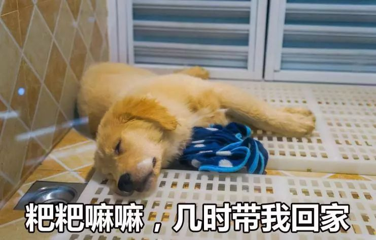 “自驾600公里，只为带宠物回家过年”：回家过年，宠物咋办？