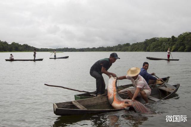 巨骨舌鱼|世界上最大胆的淡水鱼，不仅不怕人类还爱围观人类，蠢到差点灭绝