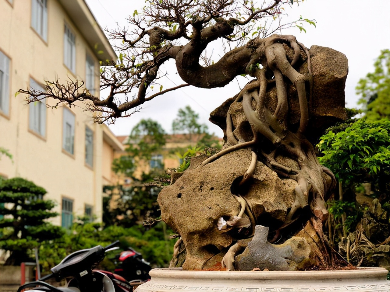 睹图 男子有棵根茎长在石头里的盆景树，有人出14万嫌价格低不肯卖