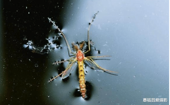 蚊子|冬天时候蚊子没有了,它们去了哪里呢?