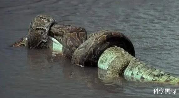 「亚马孙热带雨林」亚马逊雨林看起来是绿色天堂，实则是人类禁区，到底有多恐怖？