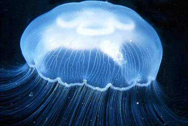 「太空」1990年，美国不顾反对将2487只“水母”送上太空，如今变怎样了？