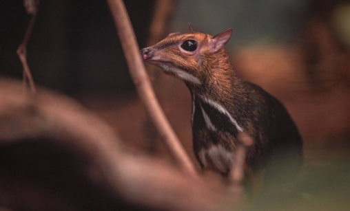 『科学家』科学家发现新物种，既像老鼠又像鹿，如今处在灭绝边缘