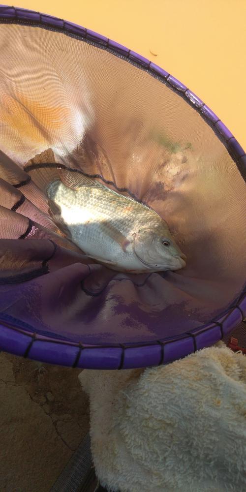 「鲫鱼」别人空军，而我爆护！用上本汀爆草竿，不管多大罗非鱼都十拿九稳