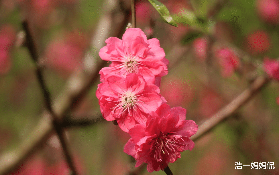 「幸福来敲门」喜鹊叫，3生肖不为财发愁，好运连连，接“大喜”步步高升