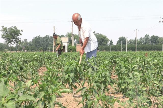 河北新闻网|河北阜城：辣椒和玫瑰“铺”出增收致富路
