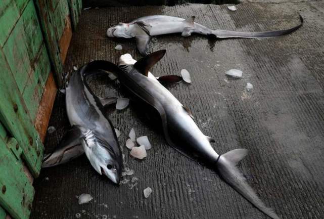 鲨鱼|被人类割掉鱼翅的鲨鱼，放回海中还能活多久？镜头拍下这一幕