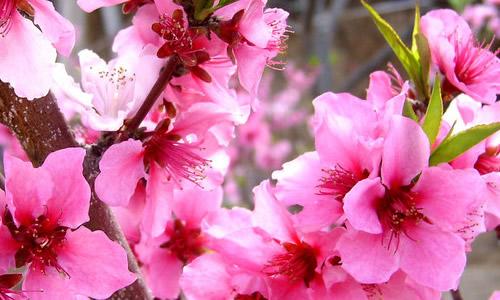 「巨蟹座」5月初,桃花芳香,爱情到来,喜遇有缘人的三星座