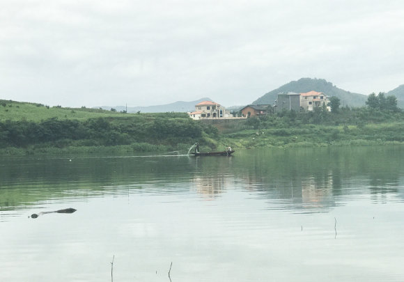 千岛湖|千岛湖“二十斤大鳖”爬上岸，被岸边钓鱼人捕获，是保护动物？