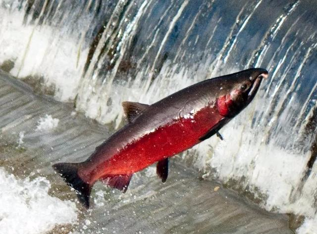 【三文鱼】三文鱼是什么鱼？可以生吃吗？