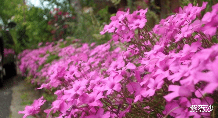 生肖|容易相处，脾气好，值得深交的三大生肖男