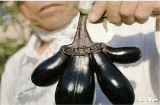 变异@切尔诺贝利核泄漏，辐射对生物伤害有多大？老鼠变异后重达100斤