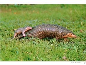 『穿山甲』穿山甲妈妈被摔打火烤，至死保护怀里的宝宝，人怎么忍心吃下它们