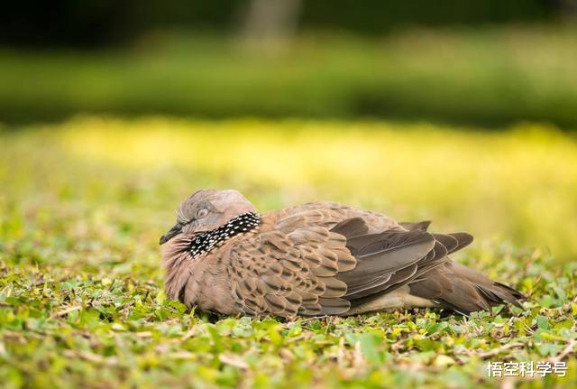 鸽子|鸽子为什么不存在近亲繁殖的问题?
