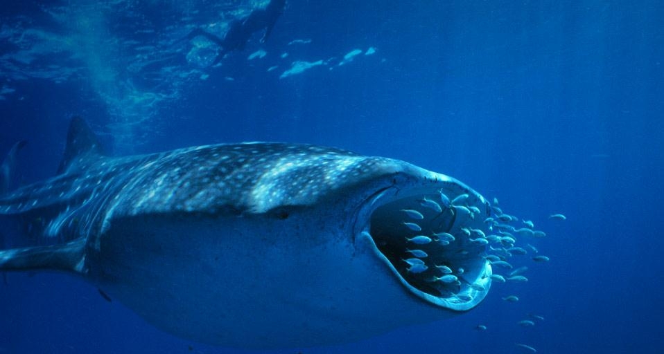 太空：30个世界之最的庞然大物，最大的发动机比13层高楼还重，简直开眼