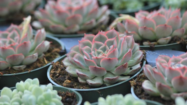 旧爱|9月下旬，桃势逆转，前缘暗涌，旧爱重逢，再坠爱河的四大星座