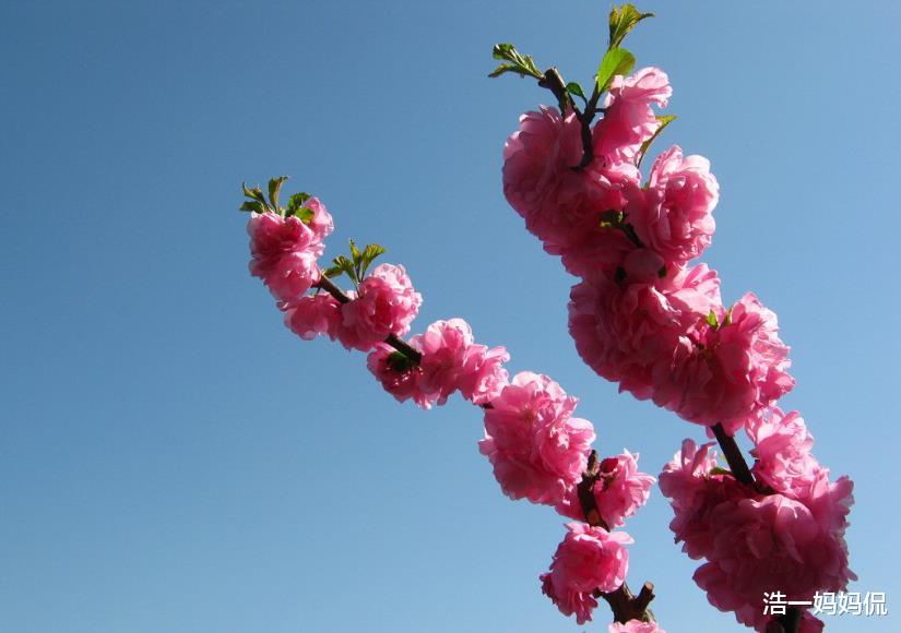 #生肖#6月20号，宏图大展，钱袋子鼓鼓的生肖，有意料之外的金钱收获