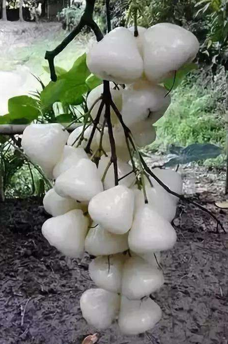 水果|这种果实火了，漂亮盛产高营养，60元一斤，还供不应求