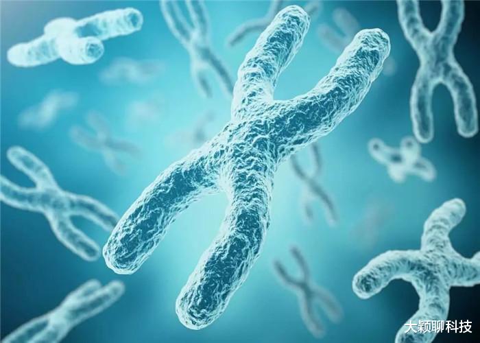 染色体@Y染色体正在退化，未来男性将要消失？人类未来如何繁衍？