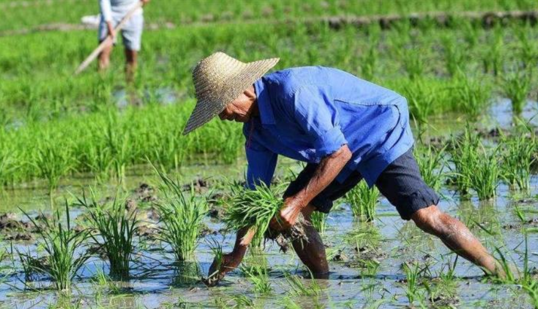 『经济学』经济学家：只有消灭了农民，中国才会富强！