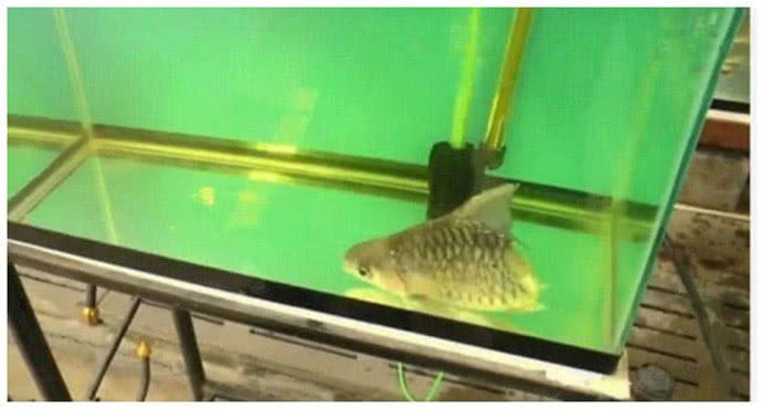 鱼只剩一半身体，人人都说必死无疑，小伙买回后不淡定了