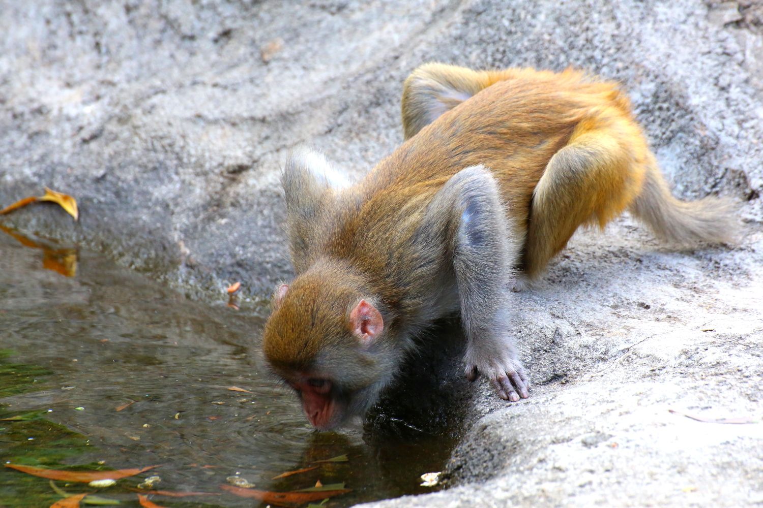 科学家：为何动物喝脏水能健康，而人类喝脏水会患病，科学家这样解释的