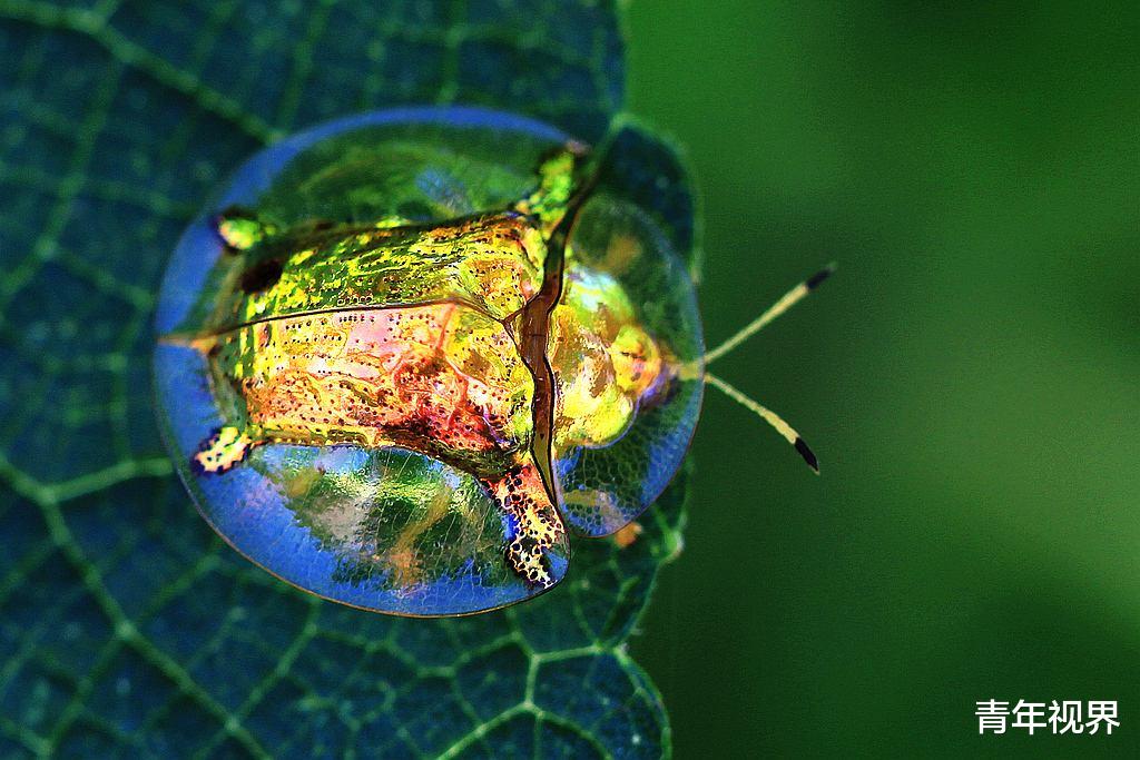 「」世界上最土豪的动物，身体内有24K纯金，抓上一只一辈子不愁