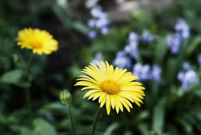 十二星座|十二星座示爱的“小暗语”，天秤打情骂俏，金牛很实际
