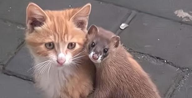 黄鼠狼|猫能打过黄鼠狼吗？为什么？