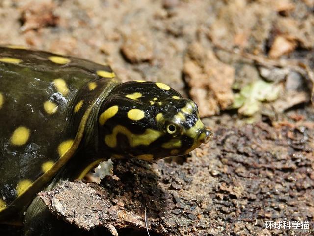 加拉帕戈斯|3个月内,印度第二次发现罕见“金龟”,为什么是金色的?