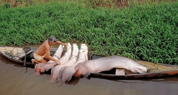 ▲世界上最蠢的鱼, 被称为水中的傻狍子, 活了1亿年, 遇到人类之后差点灭绝?