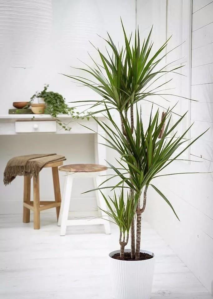 ▲霸气的室内观赏树，可长到屋顶，用大花盆种，养客厅特有格调