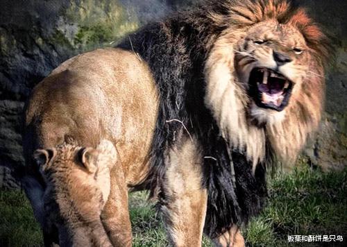 狮子|同为猫科动物,为什么老虎单打独斗,狮子群居,捕猎的还是母狮子