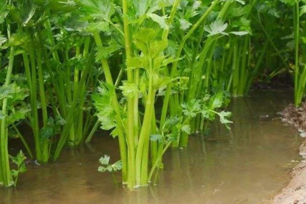 #衰老#芹菜不能和4?食物一起吃，吃了就是没病找病，9成的人还是错着吃