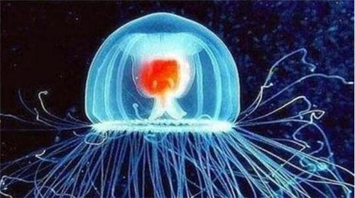 |向天借了392年的大鲨鱼，从明朝时期活到现在，网友直呼：成精了