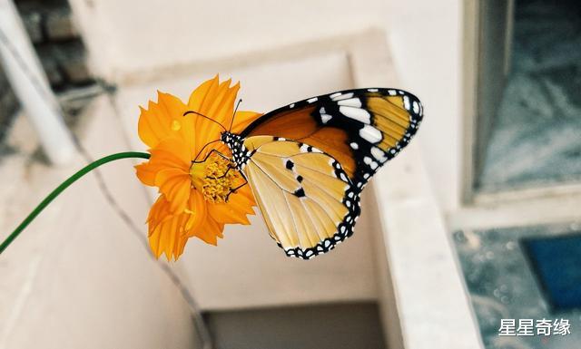 「双鱼座」哪几个星座从不主动拓展社交圈？