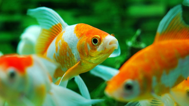 金鱼为什么越养颜色越浅